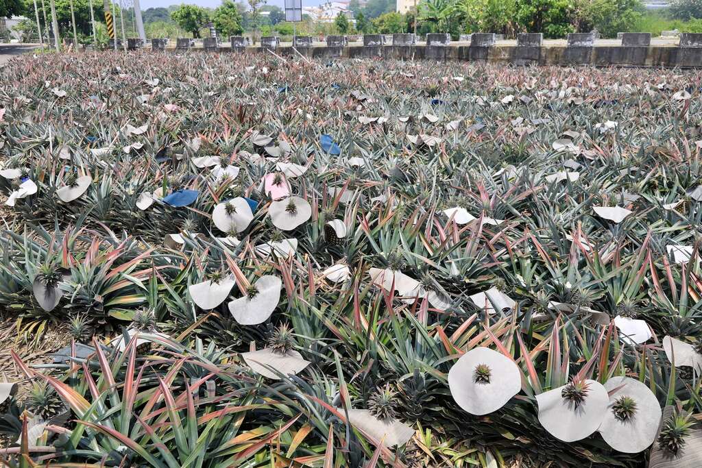 008中南部盛夏陽光太大，農夫大多會幫鳳梨戴帽子防曬002