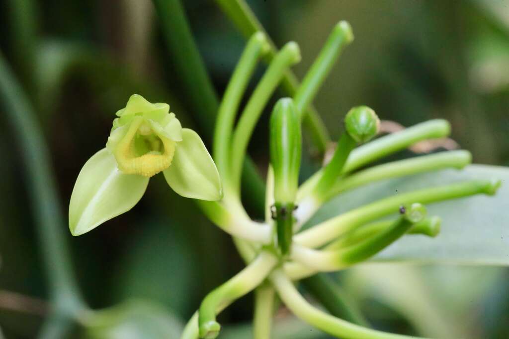 001香莢蘭的花，通常每年3到5月間開花，每朵花壽命只有一天，需把握時間進行人工授粉001