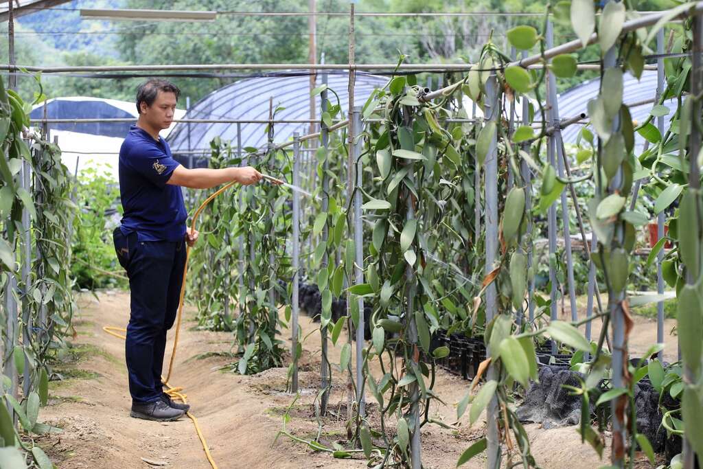 004正為香莢蘭澆水的香草農夫味正琳002