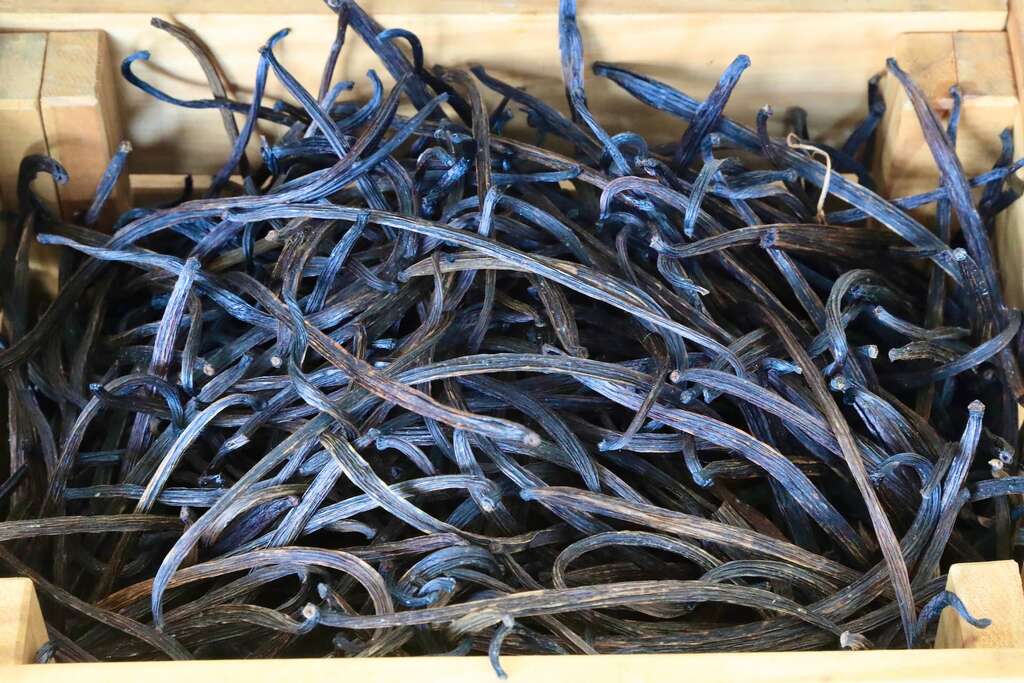 009已加工完成，可以開始運用的香草莢001