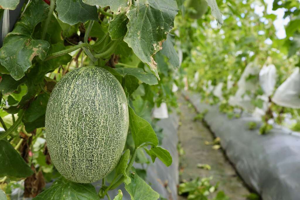 007市面罕見，口感如水梨般鮮脆的壯圍新世紀哈密瓜002