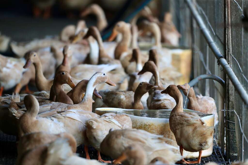 鴨子區分圖中這種生蛋的蛋鴨，另有肉用的番鴨、土番鴨、北京鴨等多樣品種