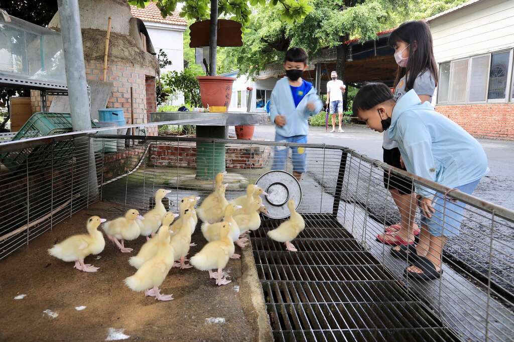 可愛小鴨鴨，這種頭上有塊黑黑的，是肉用的土番鴨品種