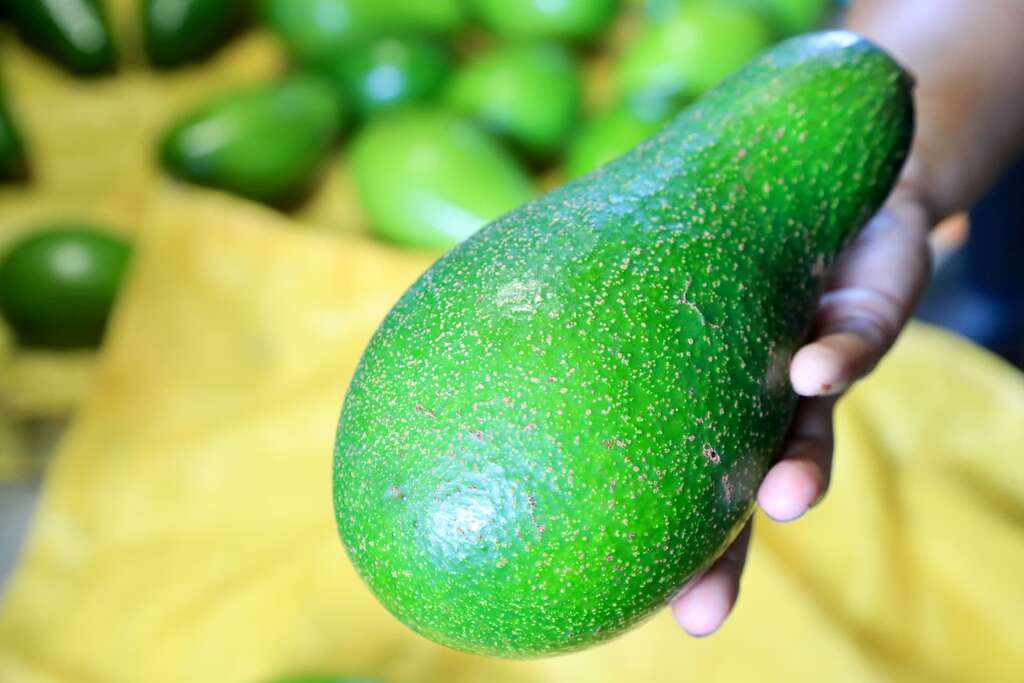 判斷酪梨是否可採收，主要透過表皮那細小的斑點，如果轉紅就大概沒問題，如果未出現紅班就比較可能變啞巴果