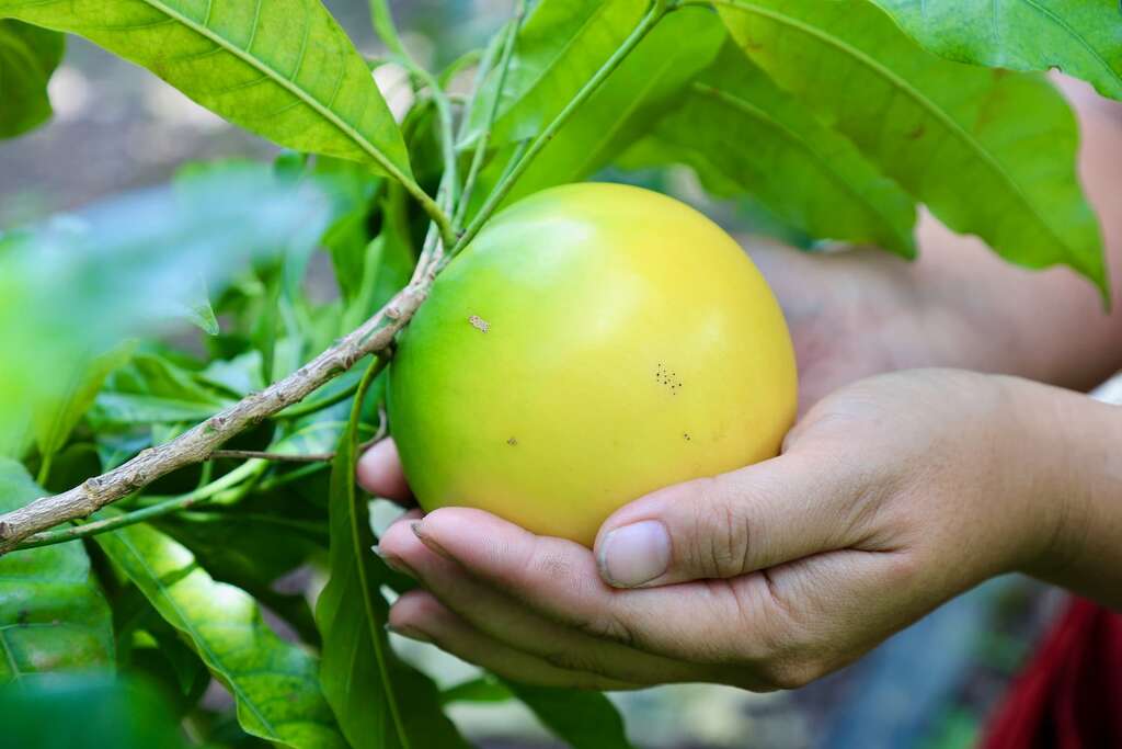 黃金果已引進台灣多年，愈來愈多農民種植，品質愈來愈好，一年四季都能結果，主要在夏天盛產