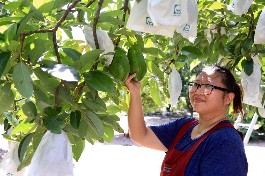 台南大內左岸幸福莊園主要種植酪梨與黃金果，圖為農場女兒楊子賢，主要協助爸媽照顧果園與電商宅配