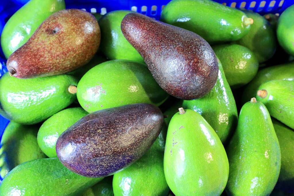 台灣酪梨品種多，有的會轉色有的不會，最好的方法是用摸的，如網球般軟軟的就差不多