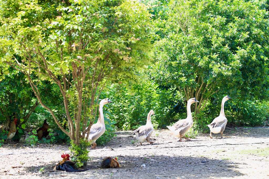 左岸幸福莊園養了許多鵝來幫忙吃草，養雞幫忙吃蟲，結果牠們都特愛黃金果，常搶著吃，形成可愛畫面