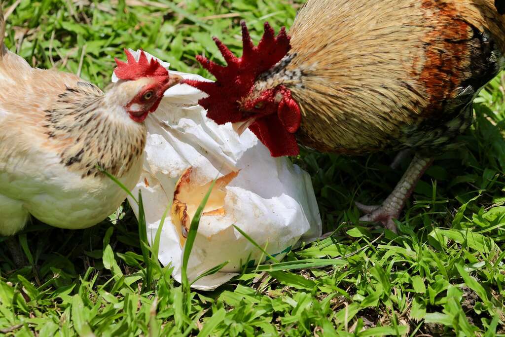 左岸幸福莊園養了許多鵝來幫忙吃草，養雞幫忙吃蟲，結果牠們都特愛黃金果，常搶著吃，形成可愛畫面02