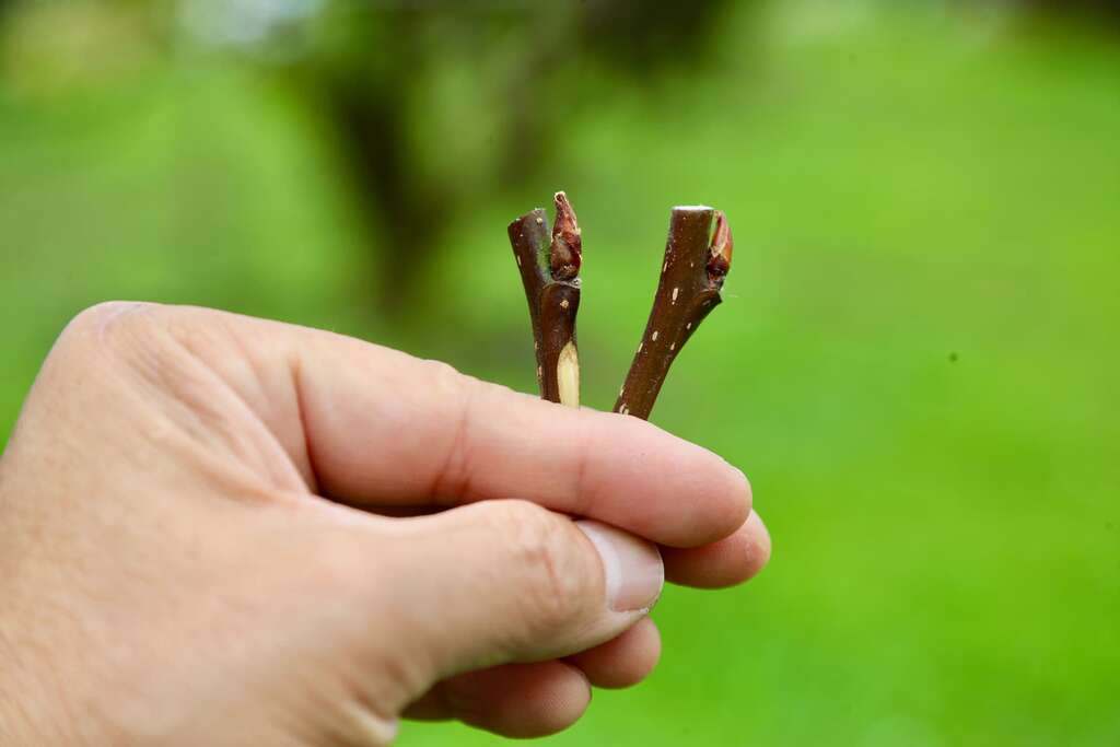 每年冬天，梨子農會從梨山、日本、韓國或中國進口梨子花苞，並修剪成這個樣子，準備嫁接。一公斤花苞約有300朵，價格約1200元起，平均一個花苞成本4-5元左右