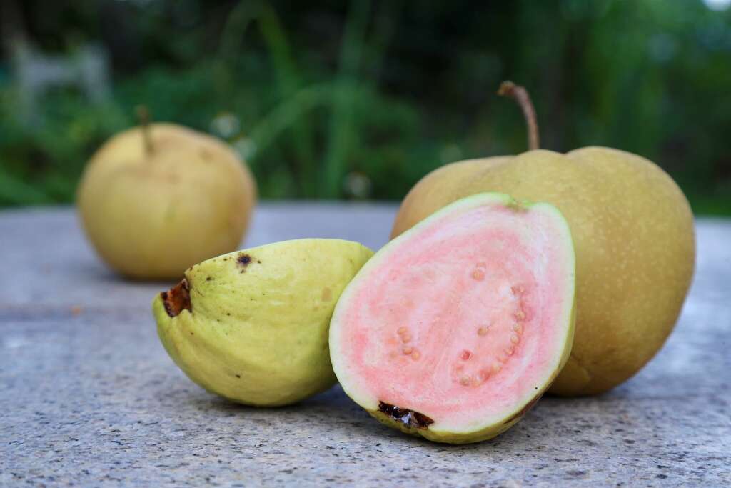 宜蘭員山鄉的紅心芭樂，樹上在欉紅軟化後，有著無比濃郁香氣