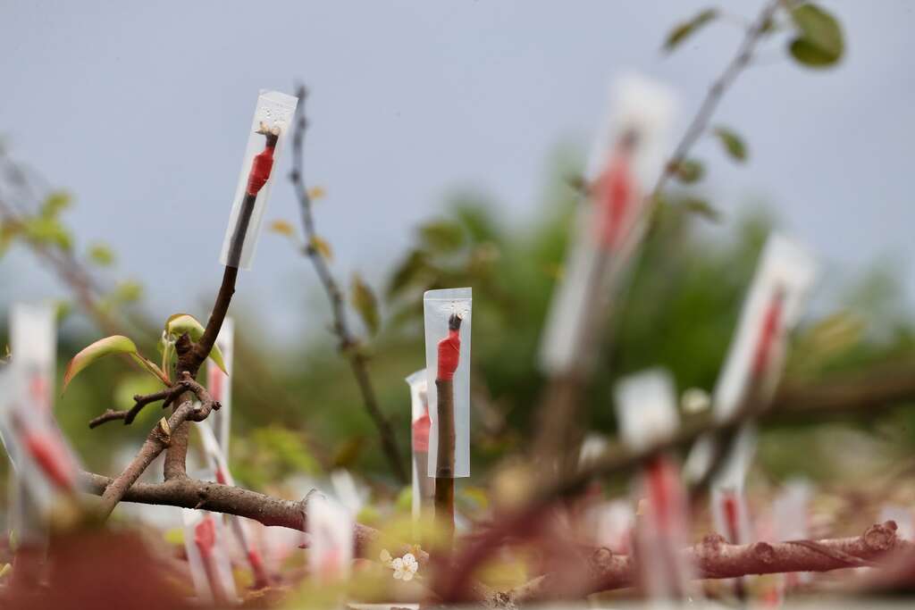 架接完成之後要幫梨子花苞穿上雨衣，防寒防濕