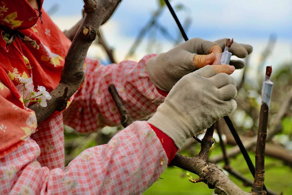 之後要把修剪好的花苞嫁接到梨子枝幹上，再用膠帶纏起來