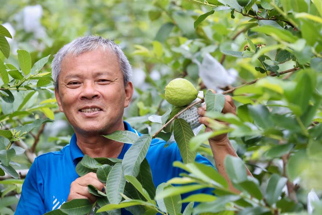 錦普觀光果園主人曾錦普與他的紅心芭樂