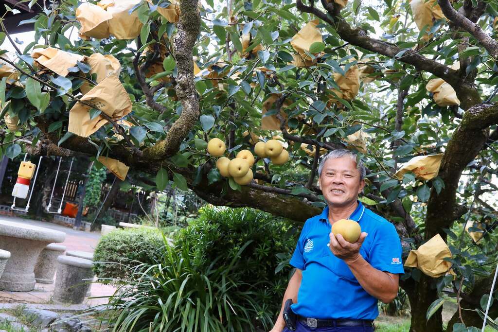 終於一切順利，等到6、7月後，平地高接梨上市，這時又要擔心會不會產量過多價格跌。圖為宜蘭員山鄉枕頭山區最後一位梨子農曾錦普與他的梨子，目前正是採果好時機