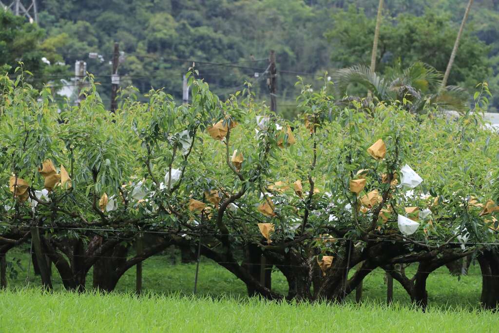 結出果實之後，就要開始幫梨子套袋，免得被蟲咬，導致所有心血白費。講究一點的，還會先幫小果套小袋，等梨子大一點後再換大袋