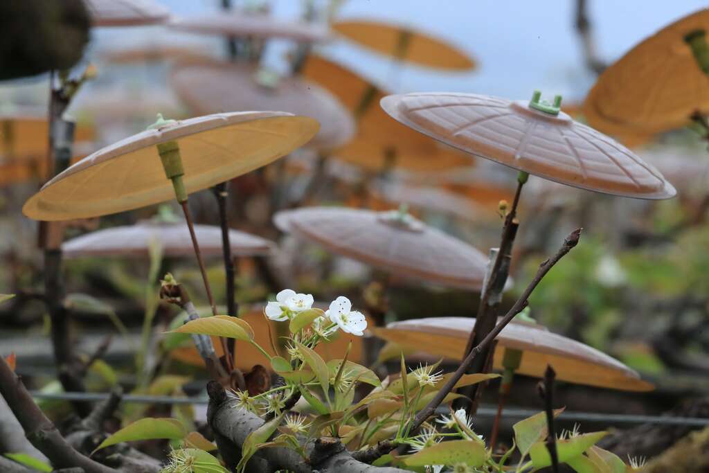 雨衣穿了20多天，等花快開之前，要幫梨子花脫掉雨衣，改為撐雨傘防雨水，不然梨子花無法順利綻放，綻放了也容易悶死在雨衣裡。梨花撐傘，就是宜蘭員山與三星最特色的景觀02