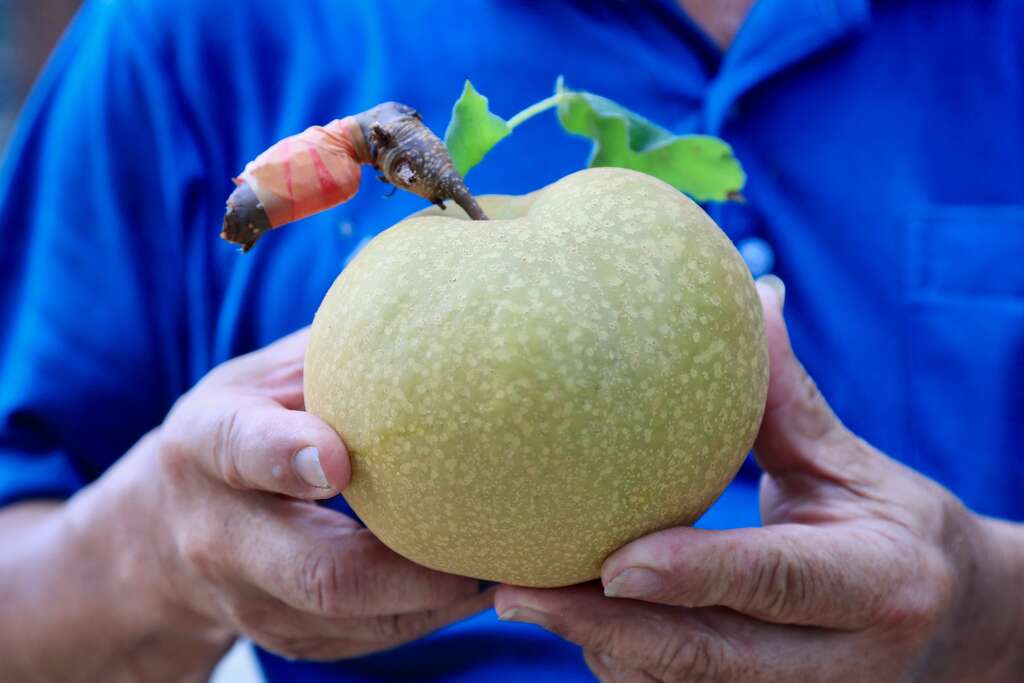 錦普觀光果園主人曾錦普與他的寶島甘露梨