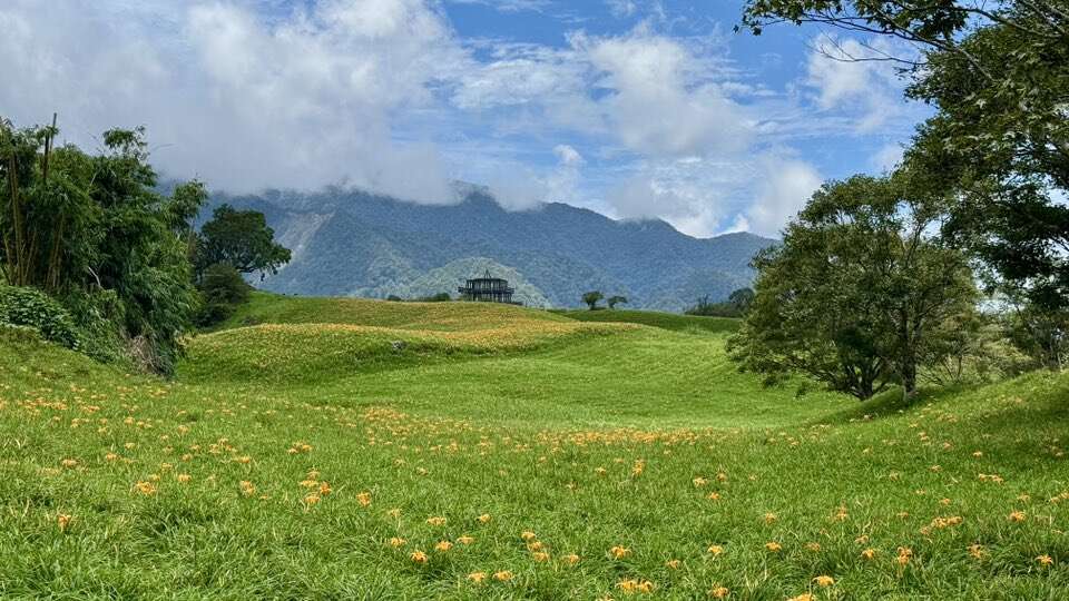 2025富里六十石山金針花季_金黃花海漸漸綻放_取自花蓮縣富里鄉農會FB