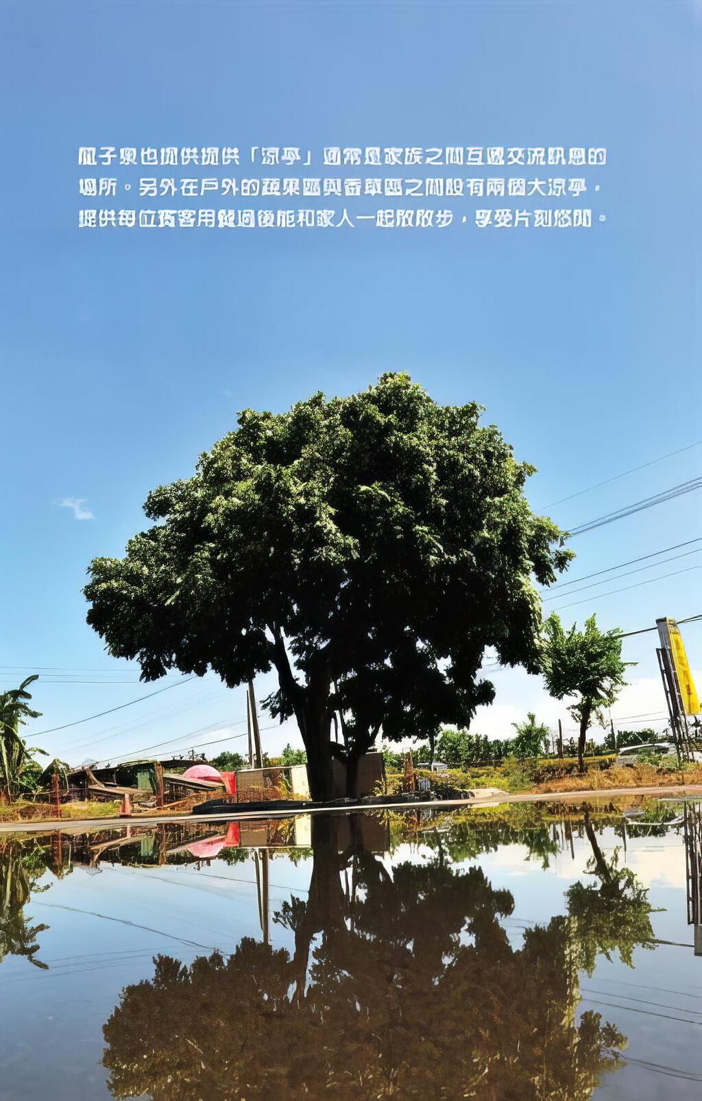 相依相慰，花甲夫妻樹