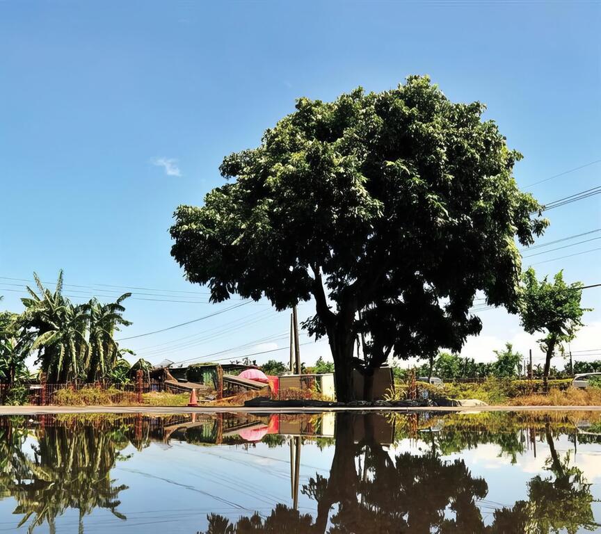 相依相慰，花甲夫妻樹