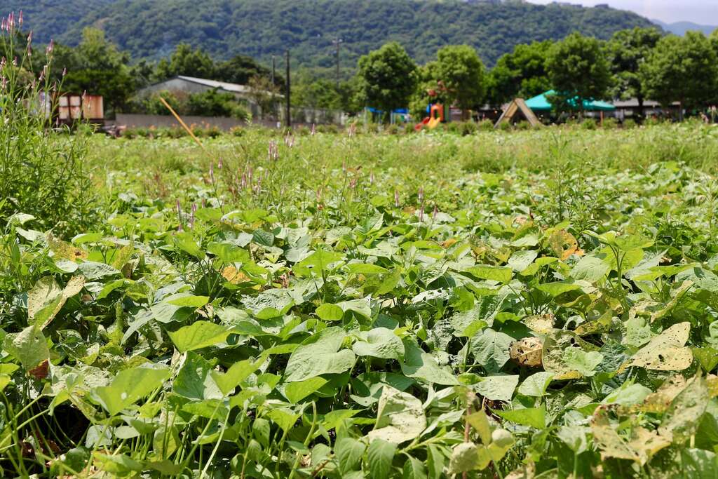 金山紅皮地瓜的葉與籐蔓