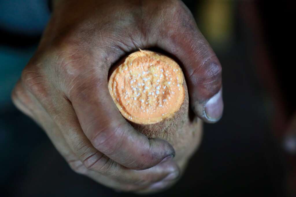 金山紅皮地瓜剛剛出土時，會帶著許多乳汁，這是黏液蛋白，也代表著營養豐富與新鮮