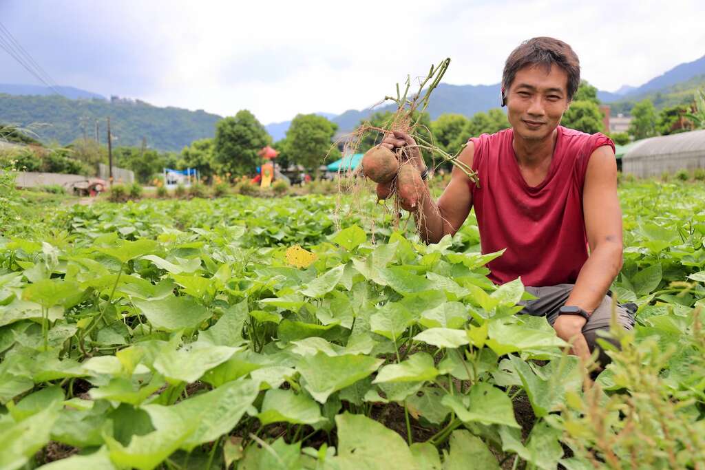 金山汪汪地瓜園第三代農場主人賴家龍與剛出土的紅皮地瓜
