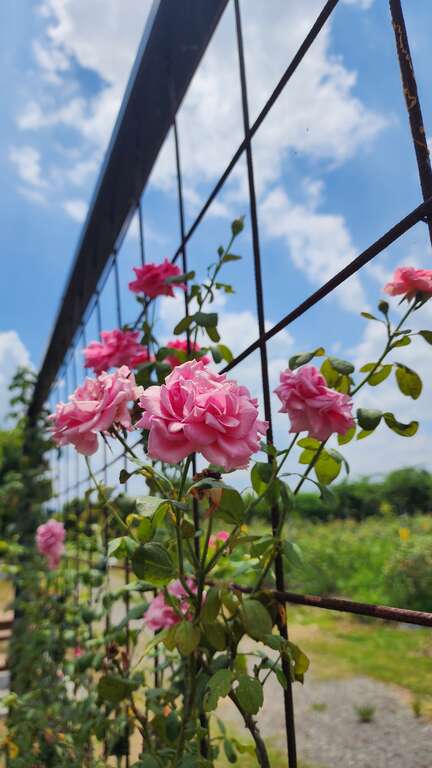 農場賞花（大花農場提供）