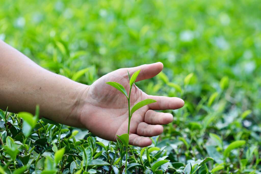 天然茶莊主要種植台茶12號金萱