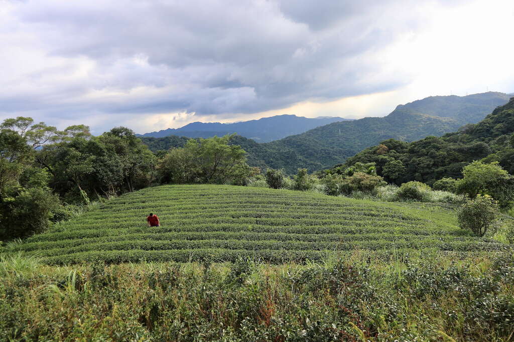 天然茶莊茶園與第四代主人蔡旭志02