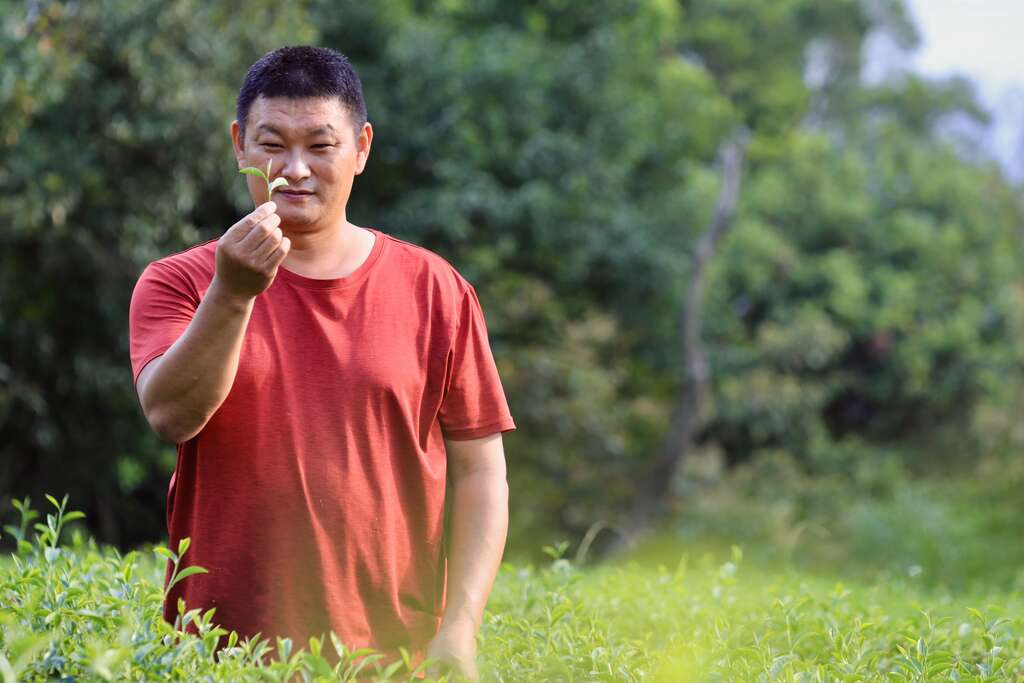 天然茶莊茶園與第四代主人蔡旭志