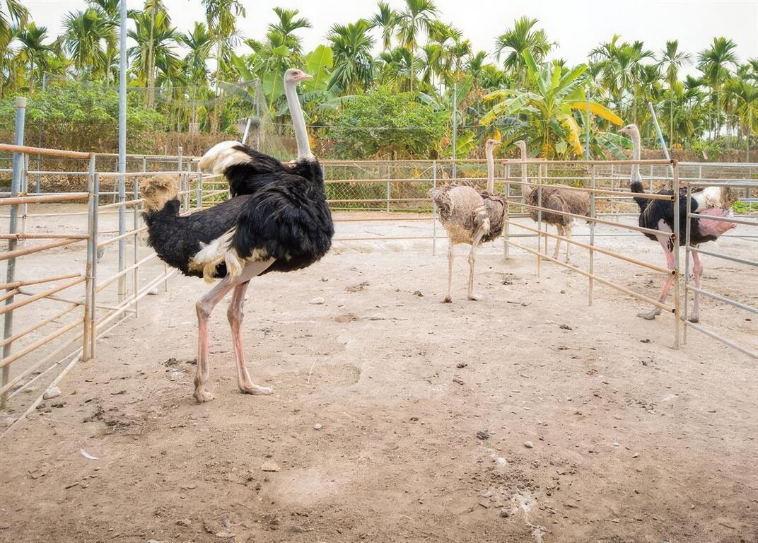 鴕鳥王國盡在大鴕家