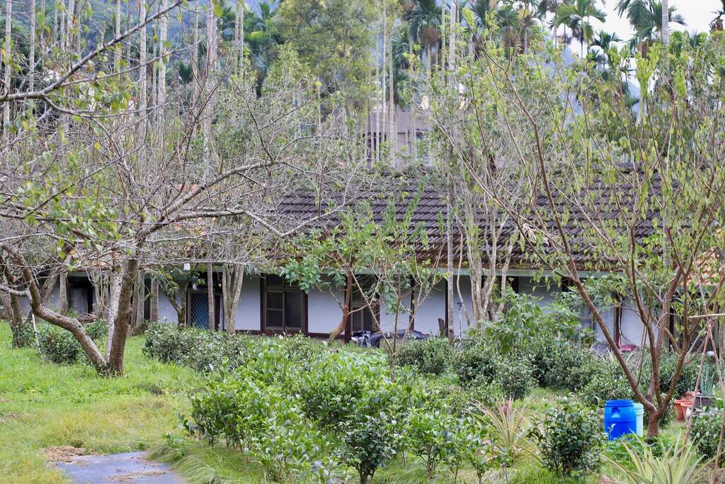 九芎坪果園梅樹在未開花季節看起來不顯眼，實際上有多樣品種與花色，也有許多產業故事