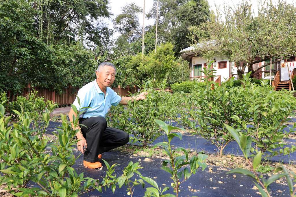 南投水里九芎坪民宿前就是陳敏聰的茶葉培育場所，裡頭有多樣特殊茶葉，外行人看不出，內行看都是寶