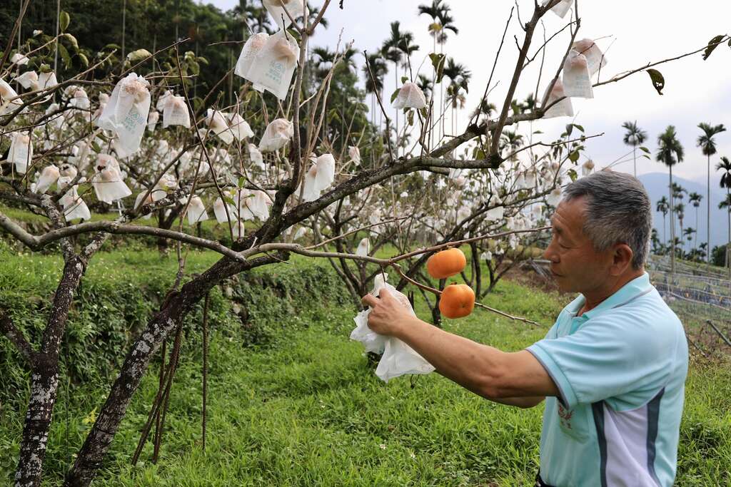 九芎坪果園的甜柿園，自然農法種植，口感清甜