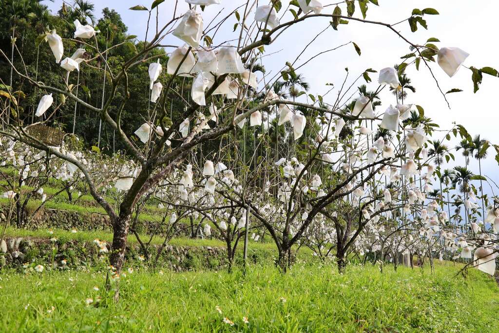 九芎坪果園的甜柿園，自然農法種植，口感清甜03