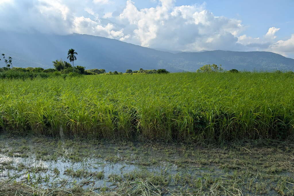 與草同高的毛豆田