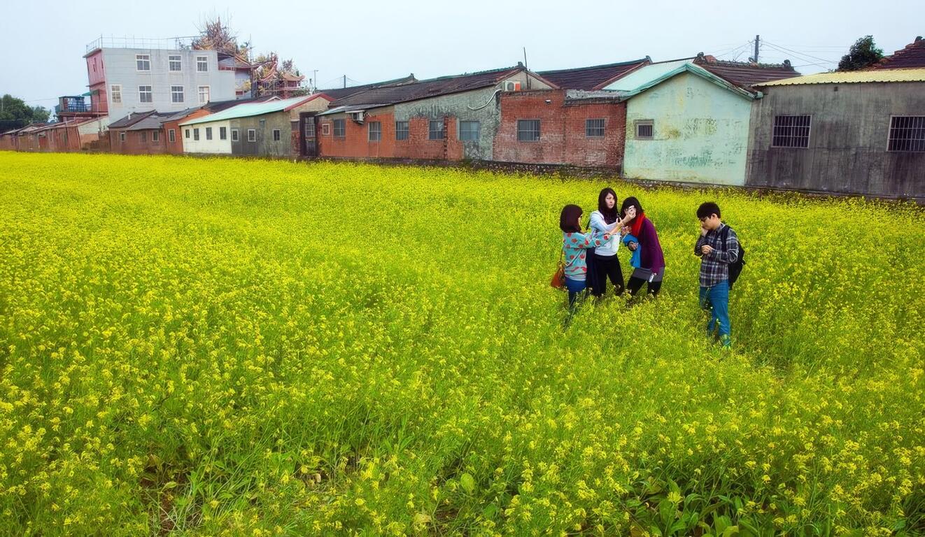 油菜花田