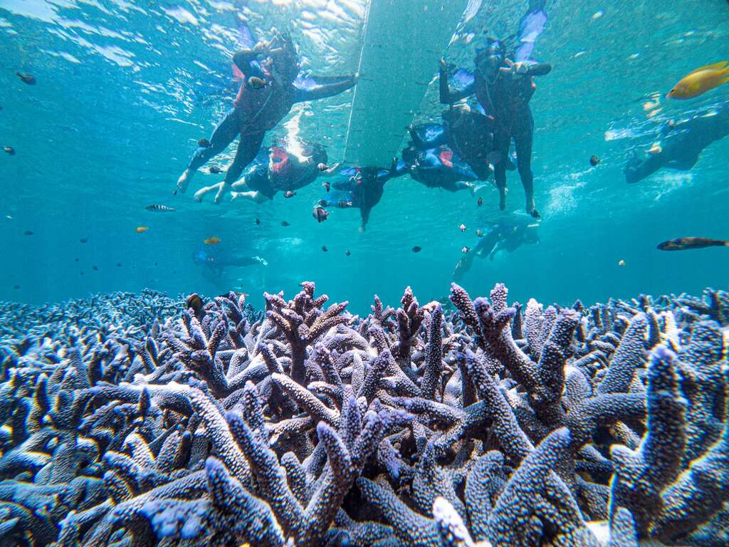 由紫色珊瑚組成的海底薰衣草花海，東福海上育樂提供