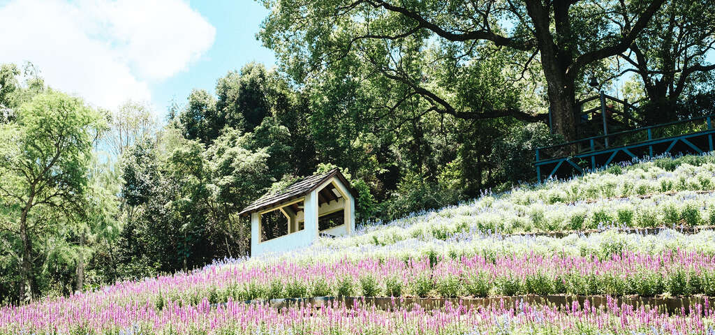 薰衣草森林-圖片來源：農遊超市
