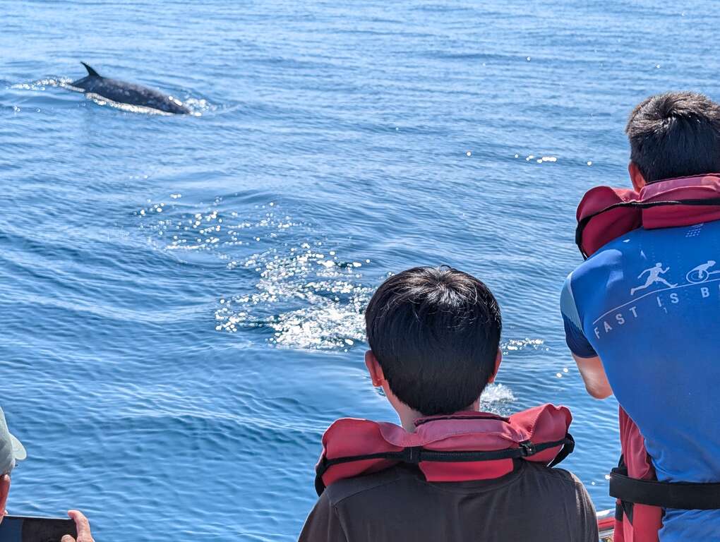 賞鯨-與鯨豚保持友善的距離