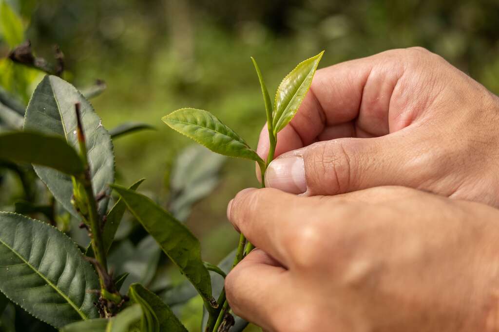 和菓森林紅茶莊園-茶園巡禮