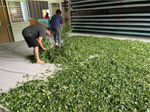 永安新元昌紅茶產業文化館(來源:永安新元昌紅茶產業文化館FB粉絲專頁)