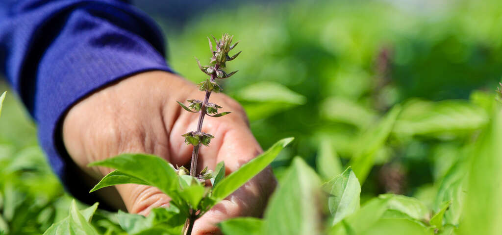竹林有機農場-圖片來源：農遊超市