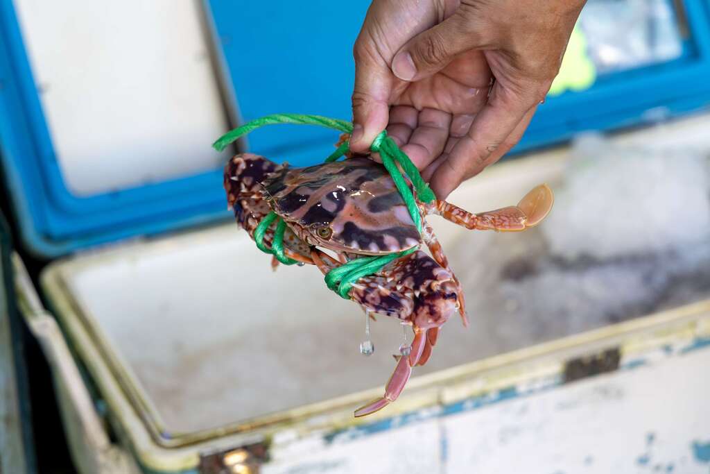 花蟹-圖片來源:新北市觀光旅遊網