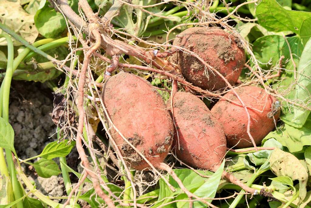 66號紅皮地瓜-圖片來源：農遊超市