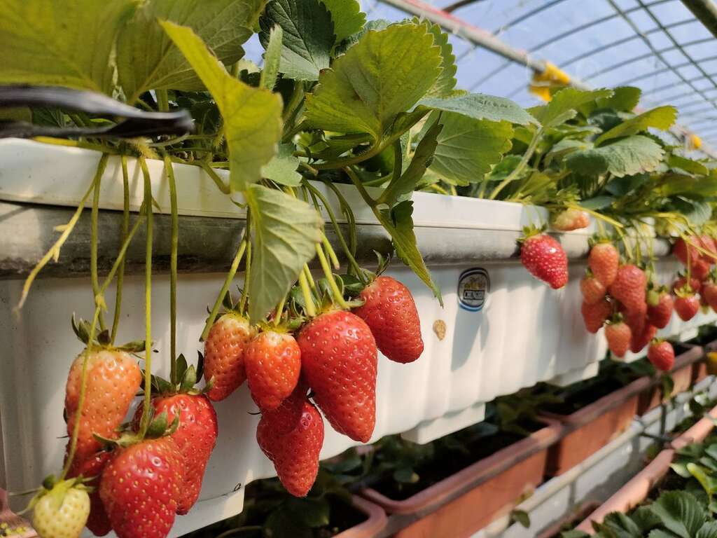 【内湖草莓季】東林草莓農園_草莓園