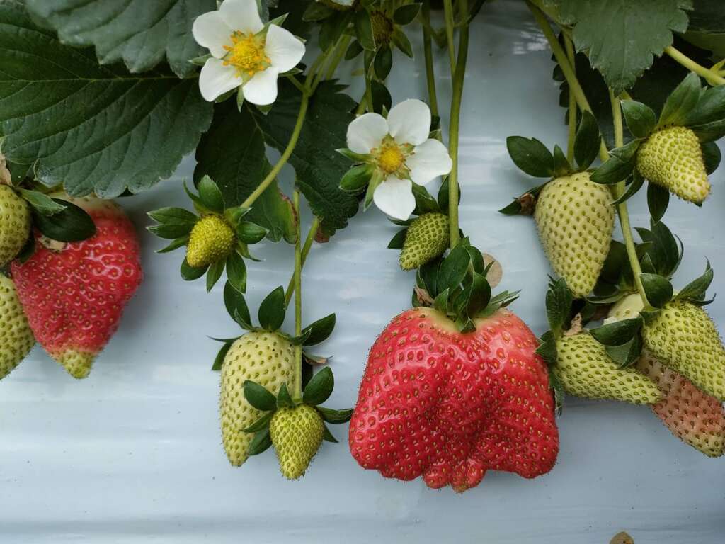 ​​​​​​​【内湖草莓季】東林草莓農園_ (5)