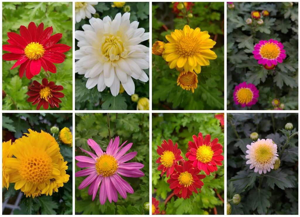 士林官邸菊展_菊花養護指南及修剪技巧_取自士林官邸旅客FB